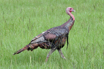 Wild Turkey