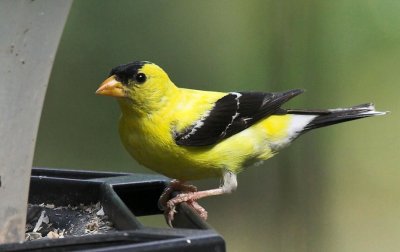 Golen (or sometimes called yellow) Finch