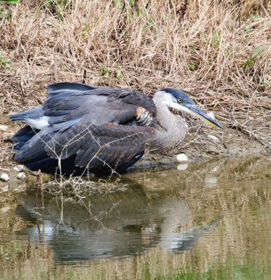 Crouching Heron