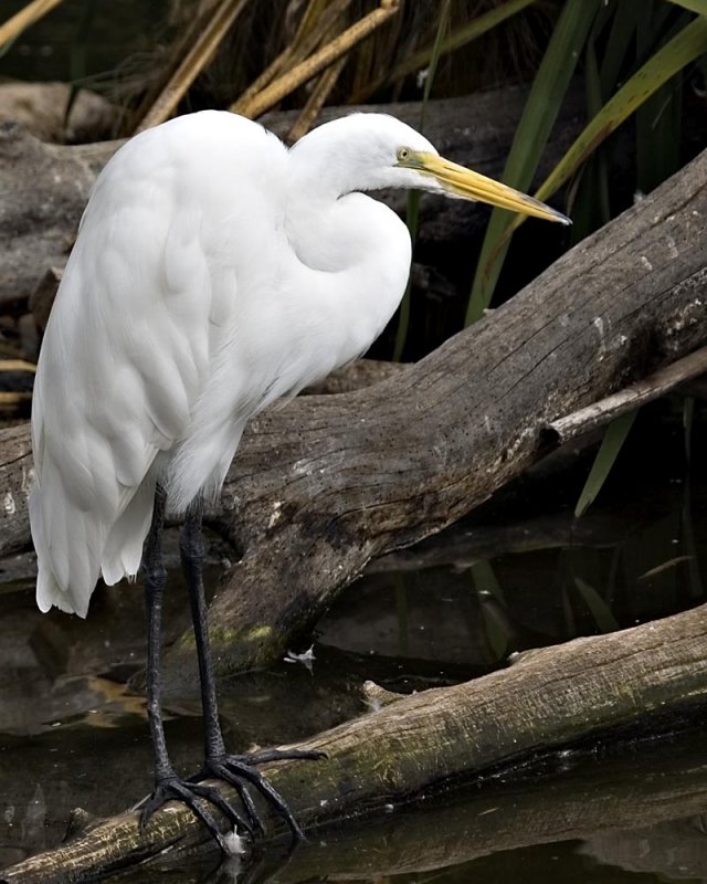 GREAT WHITE EGRET