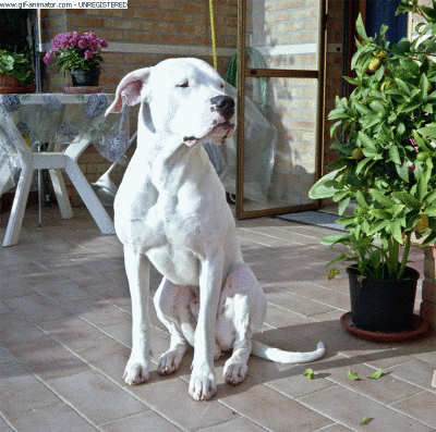 Dogo in (simil) 3D