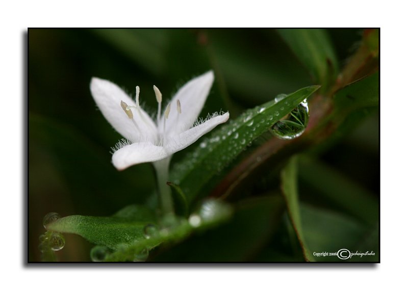 Morning Dew<p>September 2