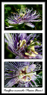 Passiflora incarnata(Passion Flower)