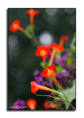 Ipomoea coccinea