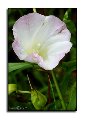 Calystegia sepium