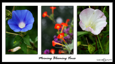 Red, White and BlueIpomoea (Morning Glory) & Calystegia (Bindweed)August 30