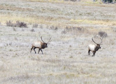 Elk in RMNP