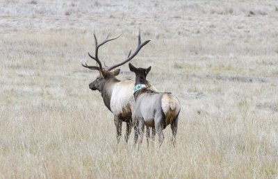 Elk in RMNP