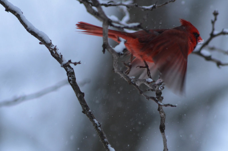 Cardinal in Winter