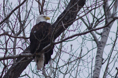 Squaw Creek Eagle