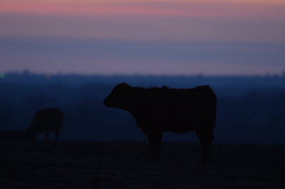 Cattle at Twilight