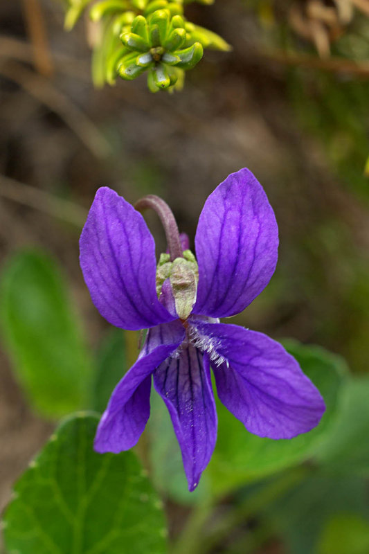 Viola adunca  var. adunca