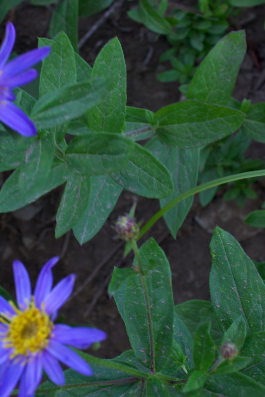 Aster ledophyllus