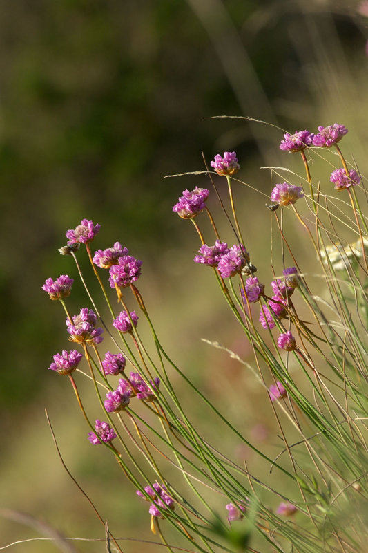 Armeria maritima