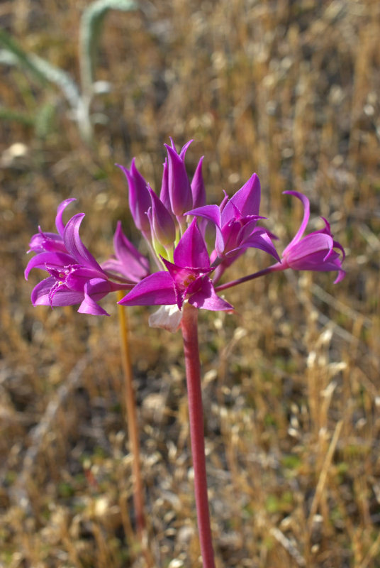 Allium acuminatum