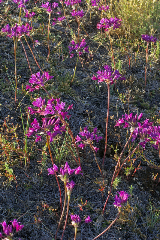 Allium acuminatum