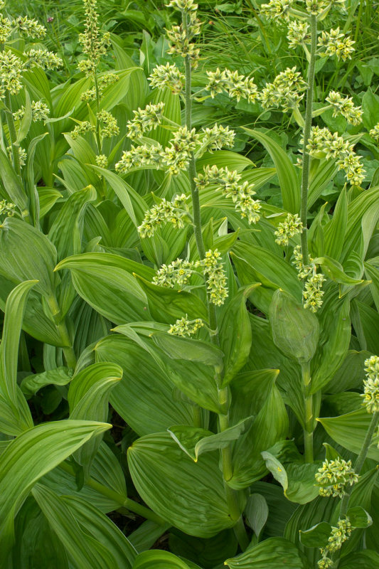 Veratrum viride var. eschscholzianum