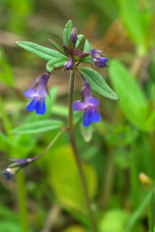 Collinsia grandiflora