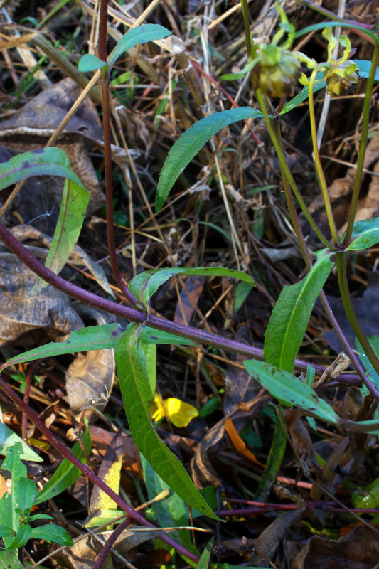 Bidens laevis