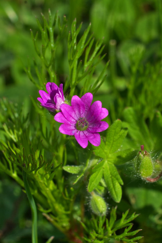 Geranium molle