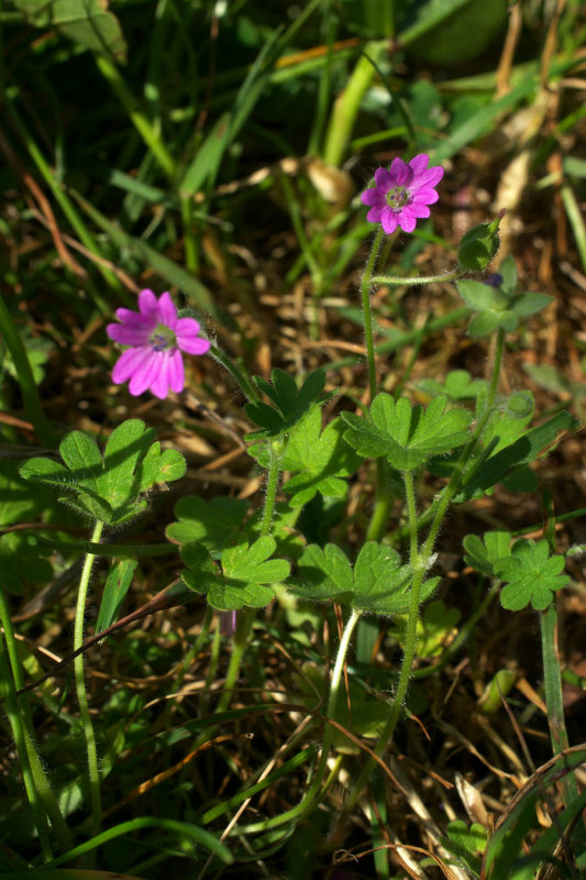 Geranium molle