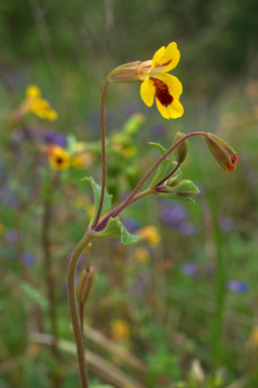 Erythranthe alsinoides