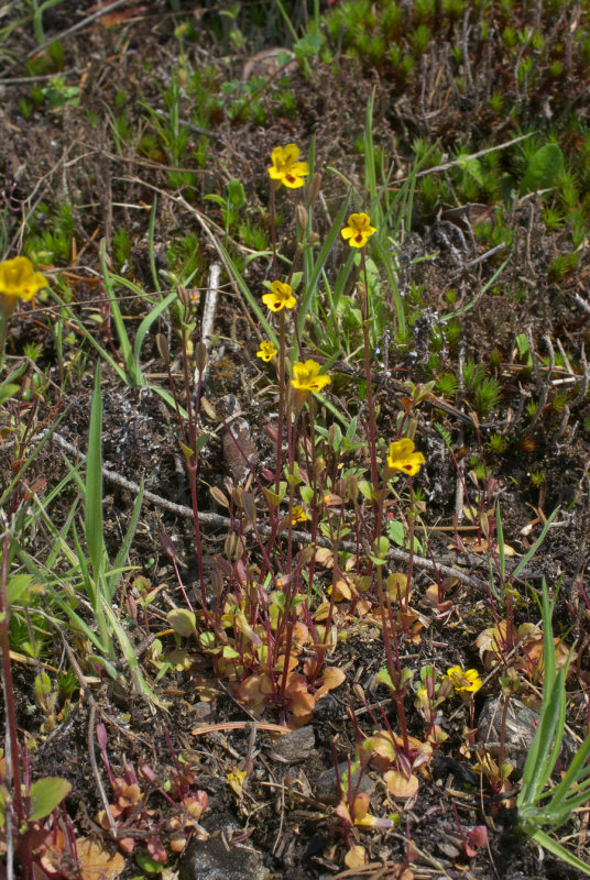 Erythranthe alsinoides