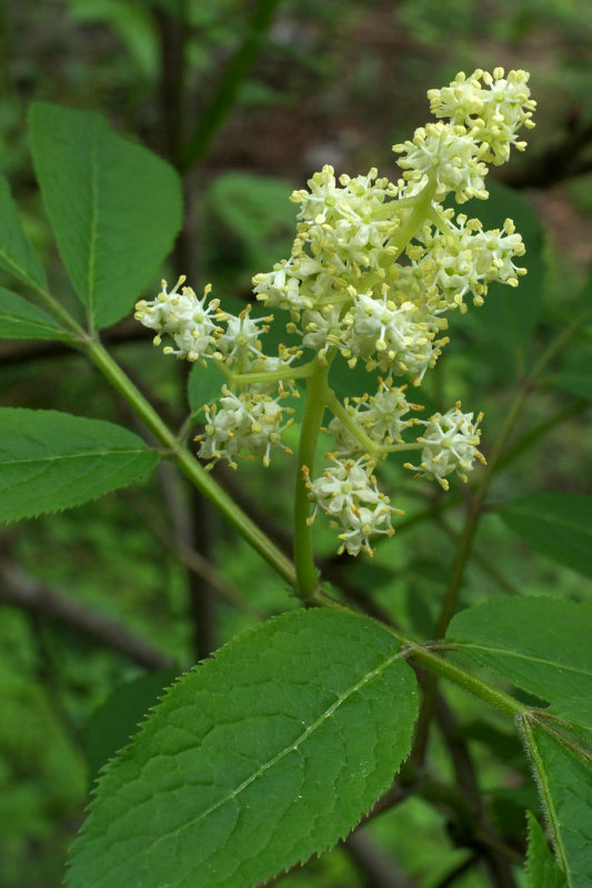 Sambucus racemosa var. racemosa