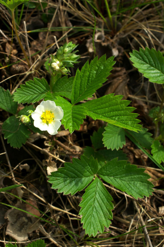Fragaria vesca