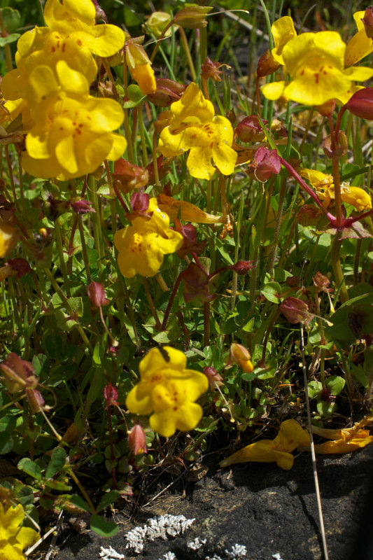 Mimulus guttatus var. depauperatus
