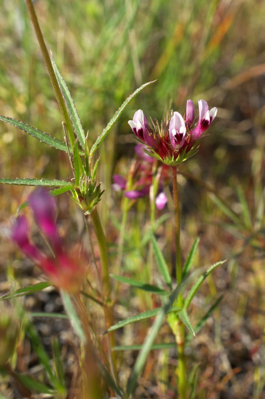 Trifolium willdenovii