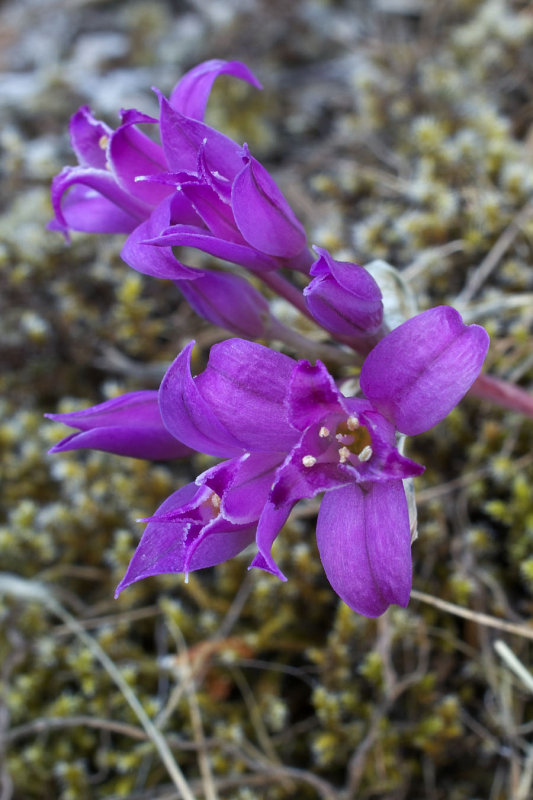 Allium acuminatum