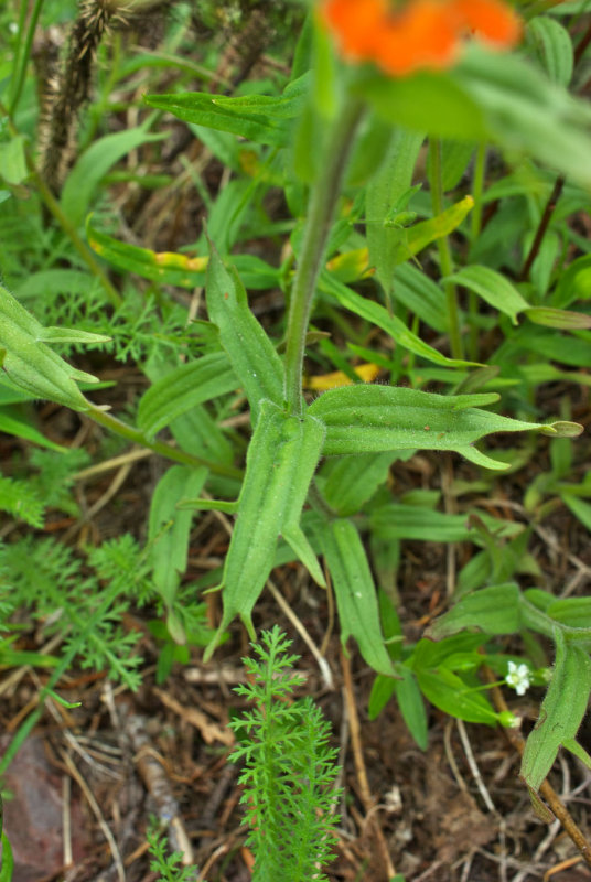 Castilleja hispida var. acuta