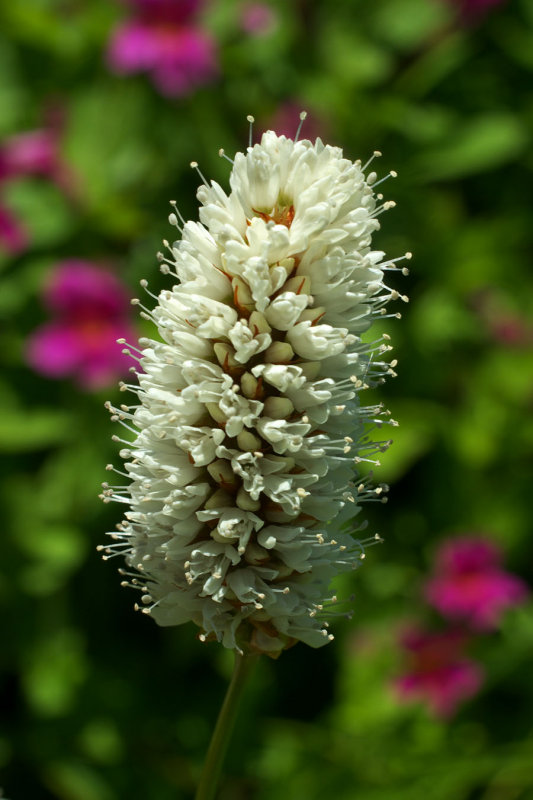Bistorta bistortoides