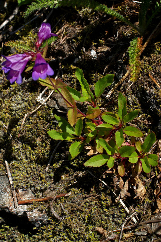 Penstemon serrulatus