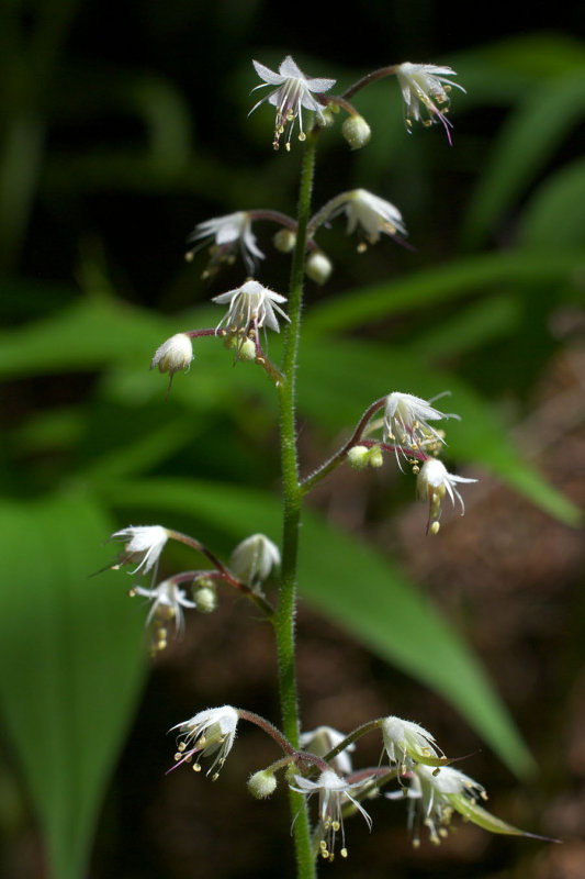 Tiarella trifoliata