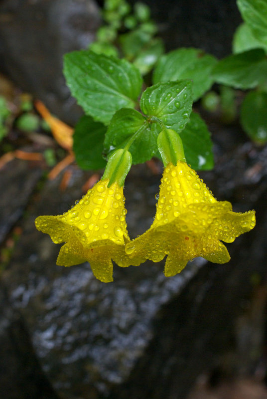 Mimulus tilingii var. tilingii
