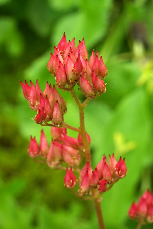 Leptarrhena pyrolifolia