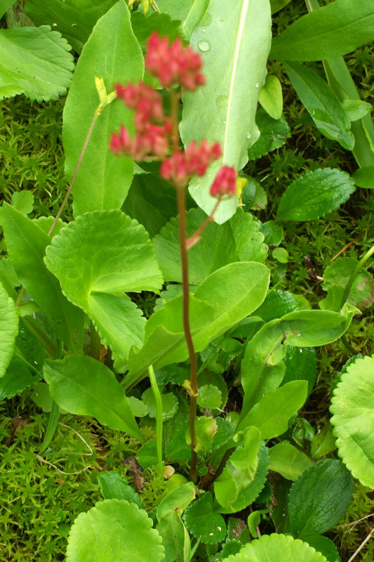 Leptarrhena pyrolifolia