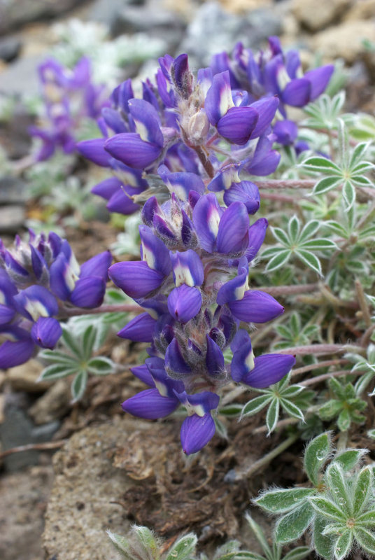 Lupinus lepidus var. lobbii