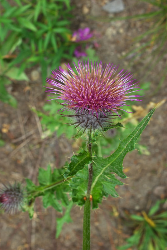 Cirsium edule var. macounii