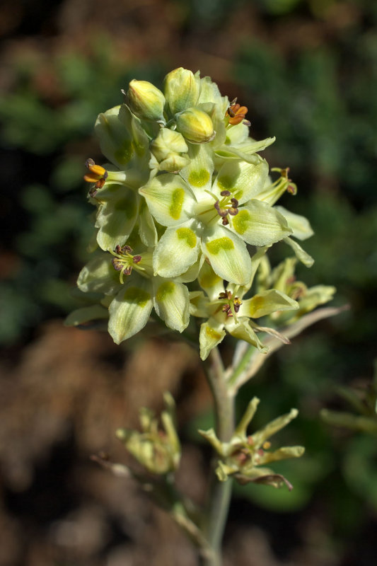 Anticlea elegans