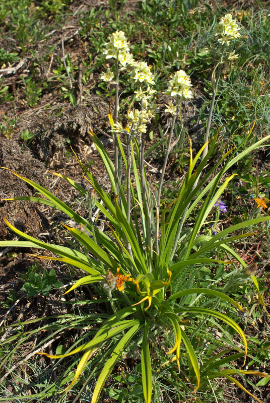 Anticlea elegans