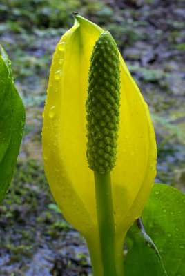 Lysichiton americanus