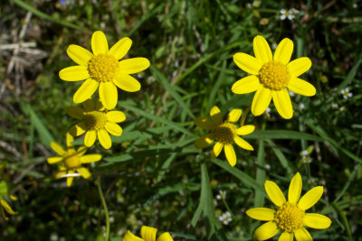 Crocidium multicaule