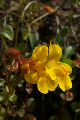 Mimulus guttatus var. depauperatus