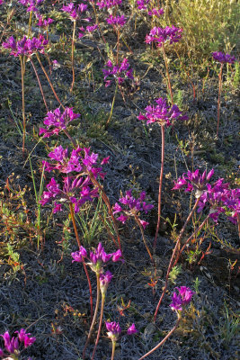 Allium acuminatum