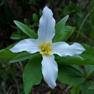 Trillium ovatum ssp. ovatum