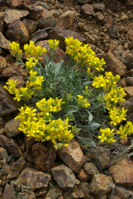 Physaria alpestris