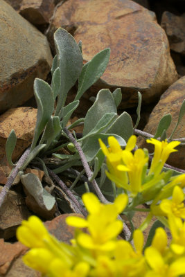 Physaria alpestris